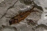 Museum-Quality Green River Fossil Fish Mural - Two Phareodus! #368995-6